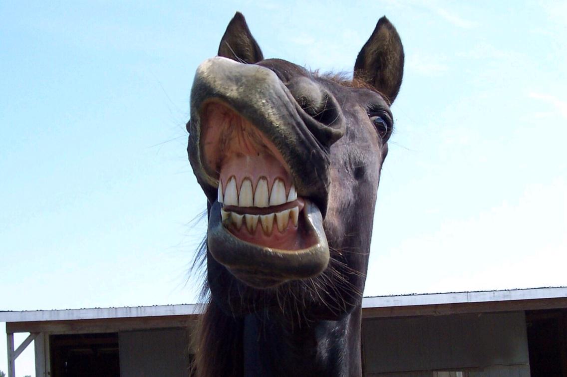 Лошадиные зубы. Конь показывает зубы. Улыбка лошади. Зубастая лошадь. Конь улыбается.