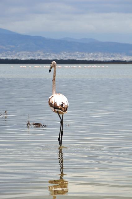 LimassolZoo's tweet photo. Απελευθέρωση Φλαμίνγκο από το #LimassolZoo το Ταμείο Θήρας και το Περιβαλλοντικό Κέντρο Ακρωτηρίου. More on #Facebook http://t.co/wdANcX04nb