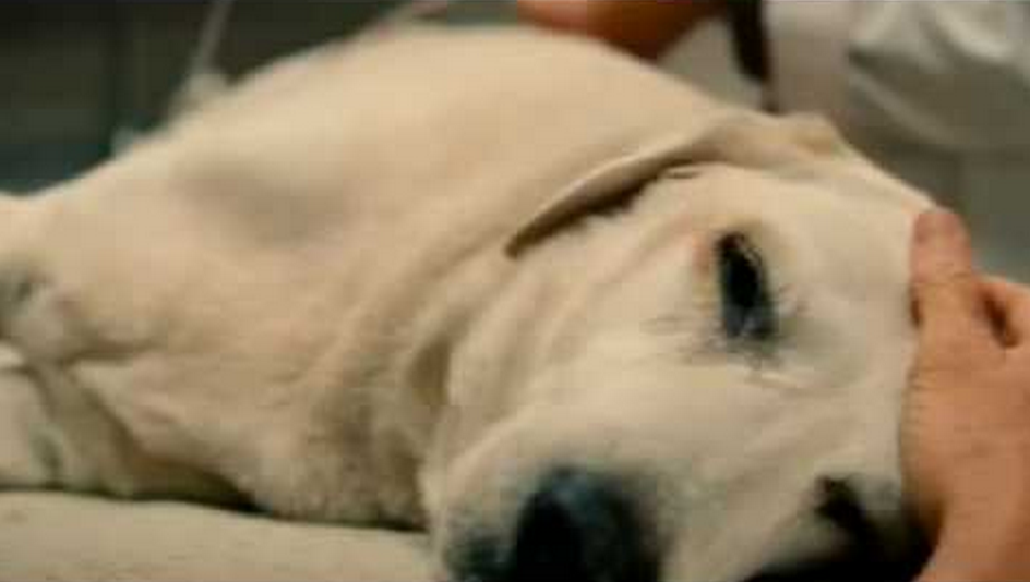 UsVsTh3m's tweet photo. This website will tell you whether the dog dies in any movie http://t.co/JCTqIN4bXA http://t.co/U7dyDTCW52