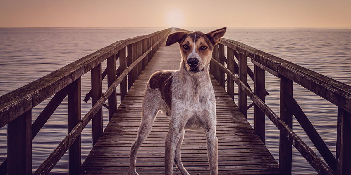 HuffPostGreen's tweet photo. How a single photograph can help save the life of a shelter dog http://t.co/uUuiw5lQgZ http://t.co/i6P8RAefza