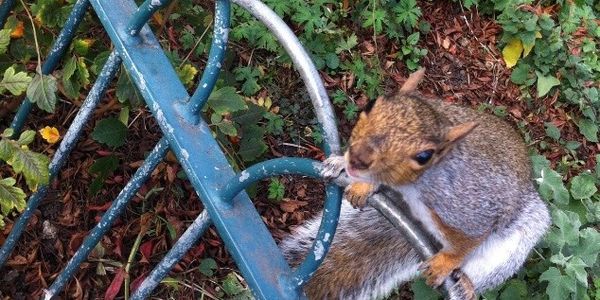 Greens4Animals's tweet photo. Stop the UK grey squirrel cull http://t.co/XNEGQZ2cLS #squirrel http://t.co/RmDm1Wvuyr