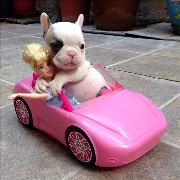 CuteAnimalsBaby's tweet photo. Come on Barbie, let's go party http://t.co/1ScUCoS5AN