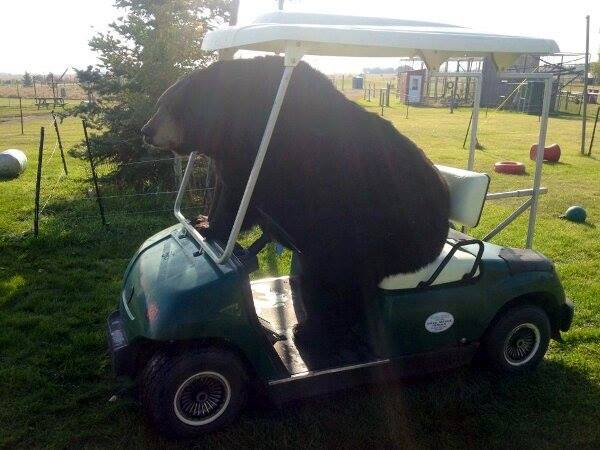 LeeRuss1973's tweet photo. Buzzer #beardoutofcontrol #puttingstancedriver @SteveBuzzaGolf @4golfonline @CoachLockey http://t.co/hoGx1tkfER