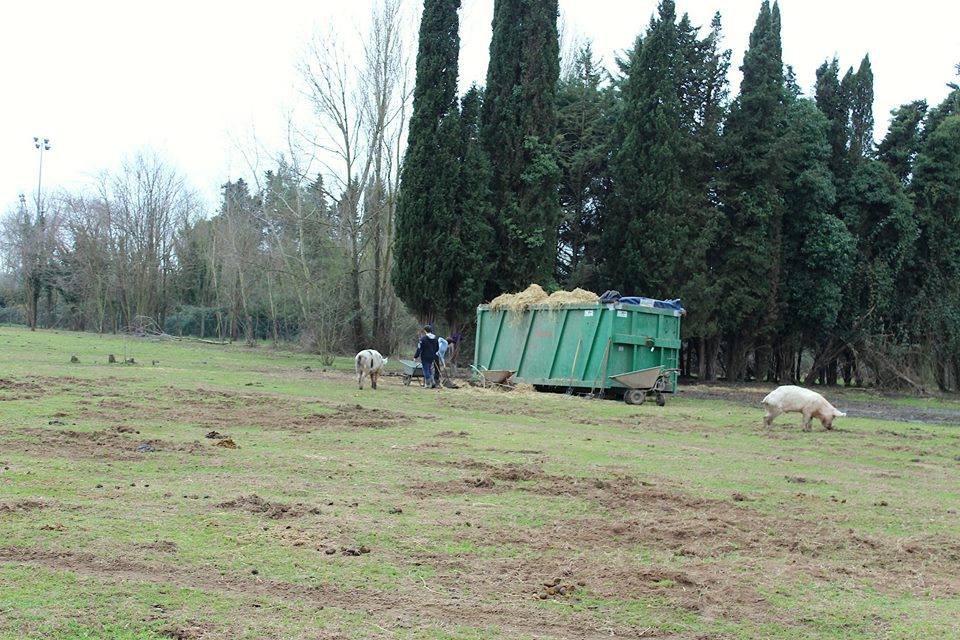 Peppa, ora Cara, cambia finalmente casa. Da Cavriglia a Ippoasi: ora è libera. 11 foto su fb: facebook.com/permalink.phps…