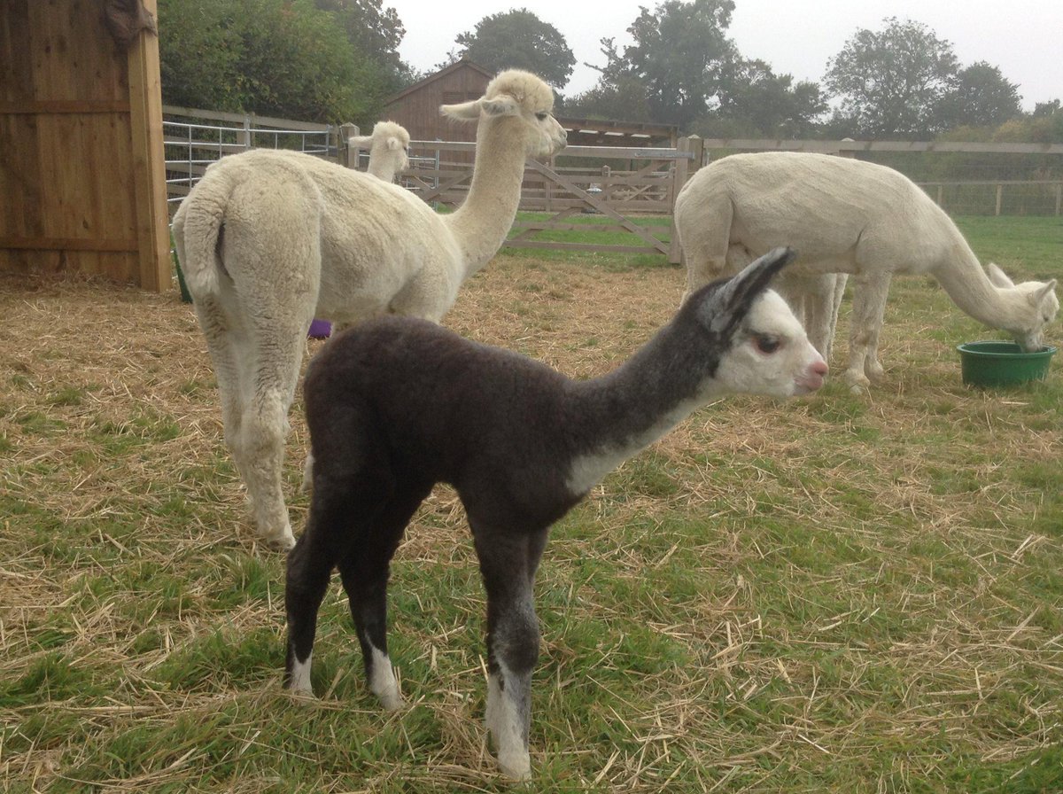 Definitely cute but possibly show team.