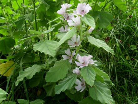 Mischa_RDB's tweet photo. This is a marshmallow plant. 
You're welcome. http://t.co/WVNhUnj71i