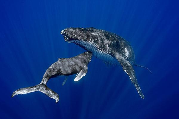 OceansRichard's tweet photo. #Whale mothers make better #OceanLovers! My resolution, give them sanctuary from pole to pole. http://t.co/o1hgMIgOp0 http://t.co/fUOGrV3hjK
