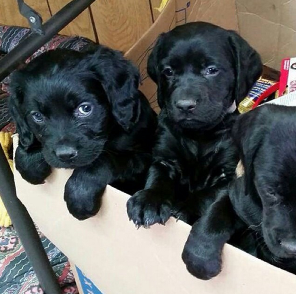 ItsPuppyWorld's tweet photo. Hey! What is going on in here?? #puppy #puppies #dog #dogs http://t.co/w5TfgLwOBR