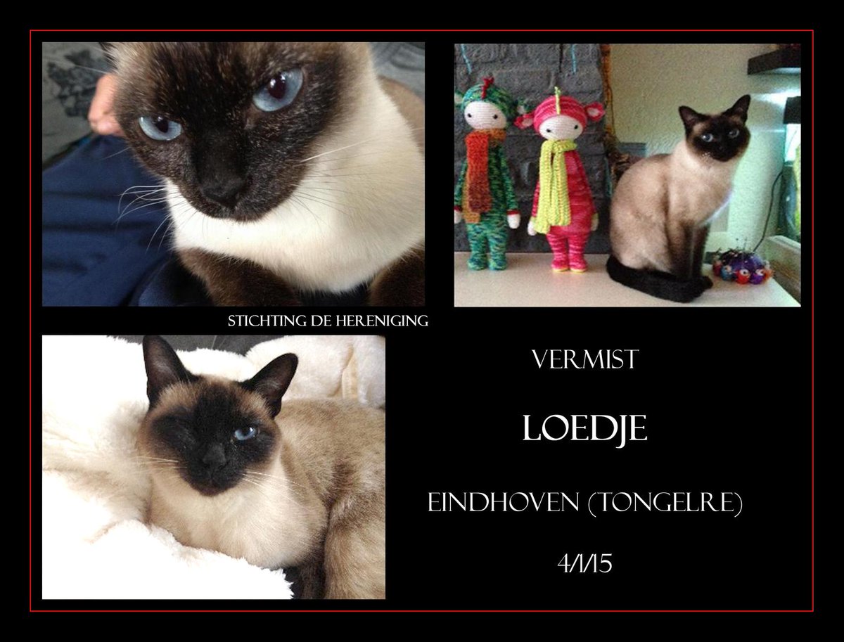 VERMIST/GESTOLEN LOEDJE 
poes, Siamees #EINDHOVEN #NB TONGELRE Karregat #DHver 4/1/15 facebook.com/DeHerenigingNB…