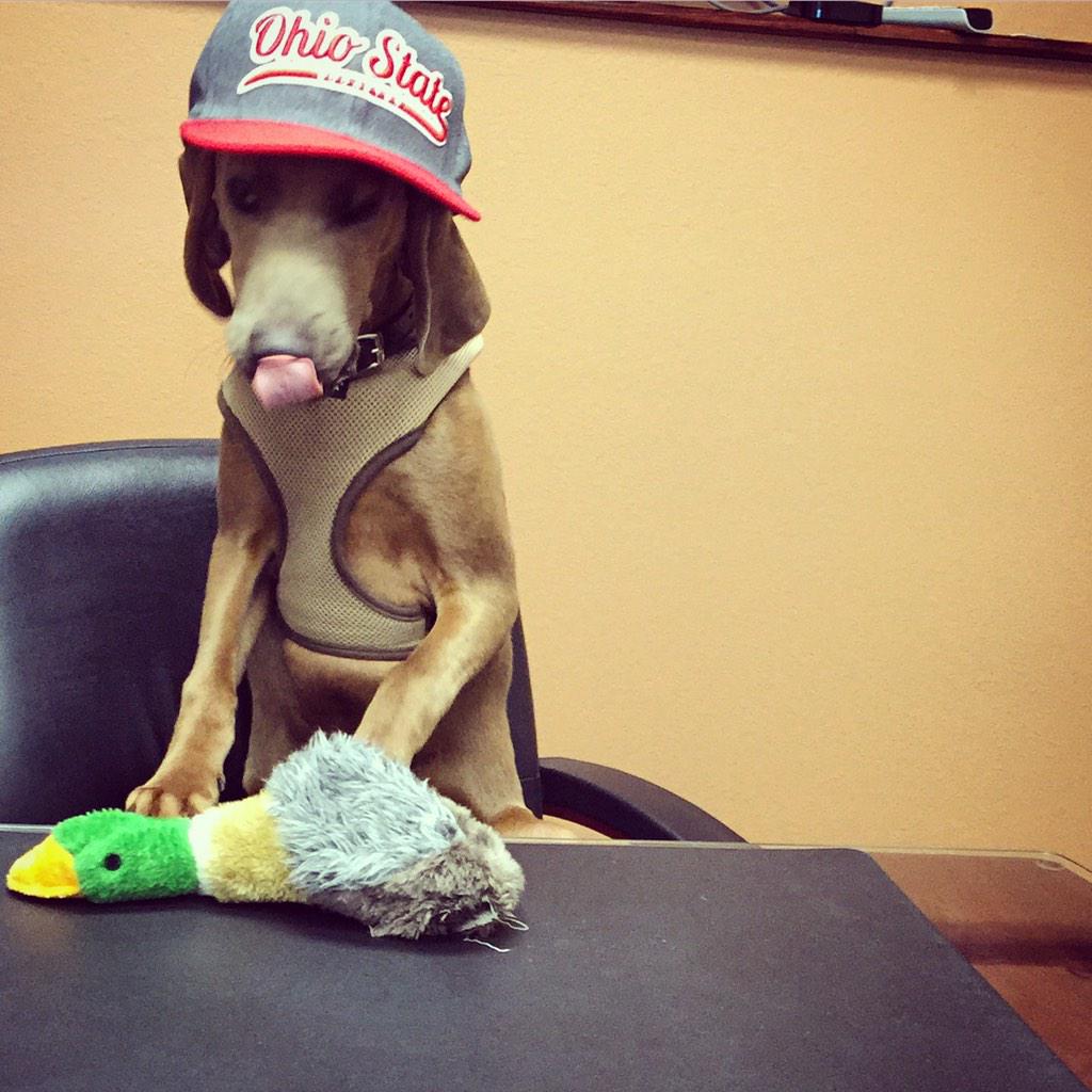 KinerComm's tweet image. Needless to say, Buckeye was thrilled with the results of the #CFBChampionship game. #BuckeyeNation