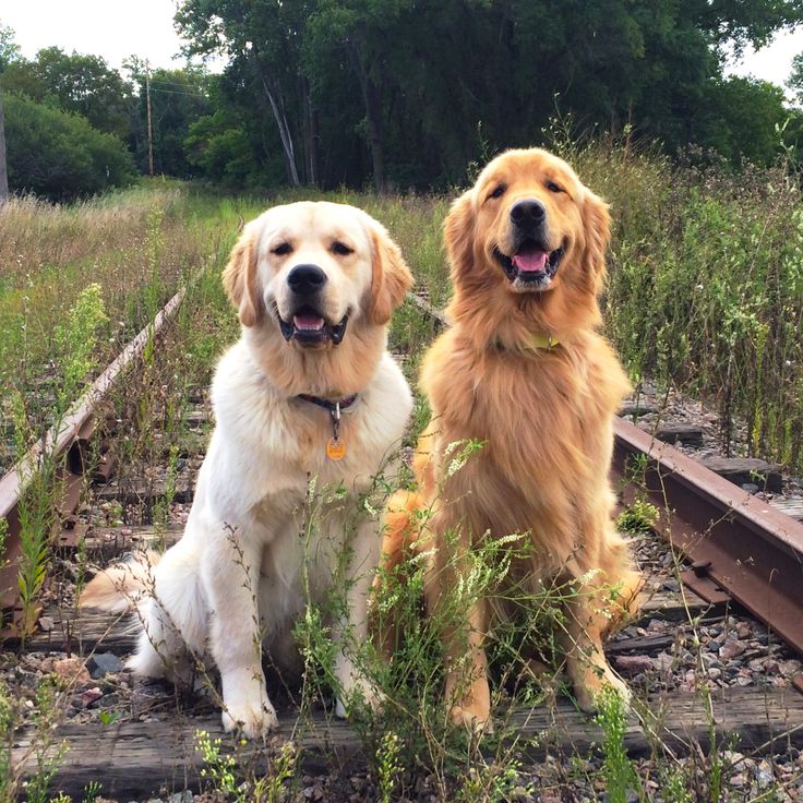 Morris_Animal's tweet photo. Noted Austin, Texas, Veterinarian Pans for Gold http://t.co/Wi2tKQHYMH #GoldenStudy http://t.co/vu3HK9UE2y