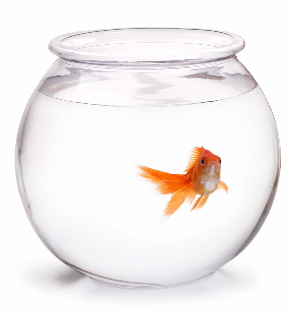 A teaser to tonight's rush event game! See you at 8pm! Disclaimer: no fish will actually be used, sorry. #rushBYX