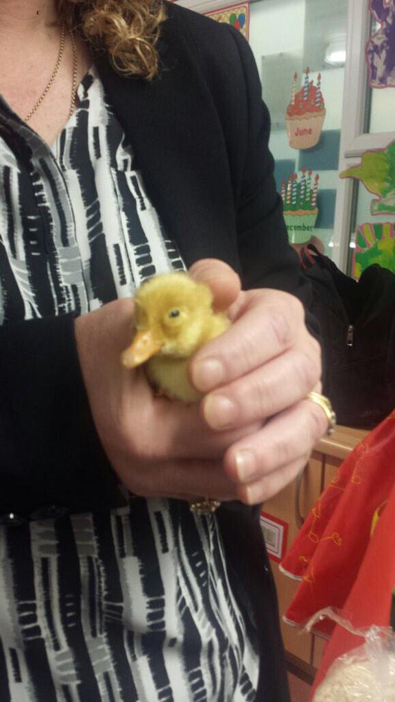 WelfordPrimary's tweet image. Quack quack. We are up to 2 ducklings. #FocusWeek