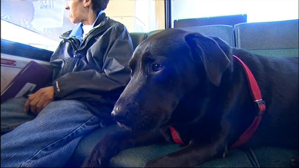 iam_SAM06's tweet photo. “2-year-old black lab loves dog park so much, she started to ride bus by herself http://t.co/s61MyzQkoh http://t.co/4hm0Zjp5jD” @brobsfsu