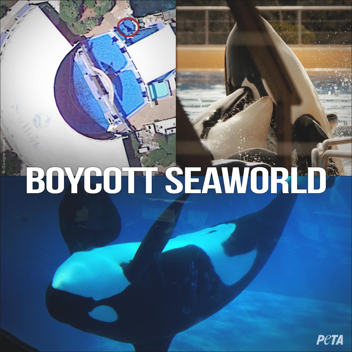 peta's tweet photo. #FiveWordsToRuinADate: "Let’s go to #SeaWorld today." 😣

RT if u know #SeaWorldSucks! http://t.co/jURp9HmPBC