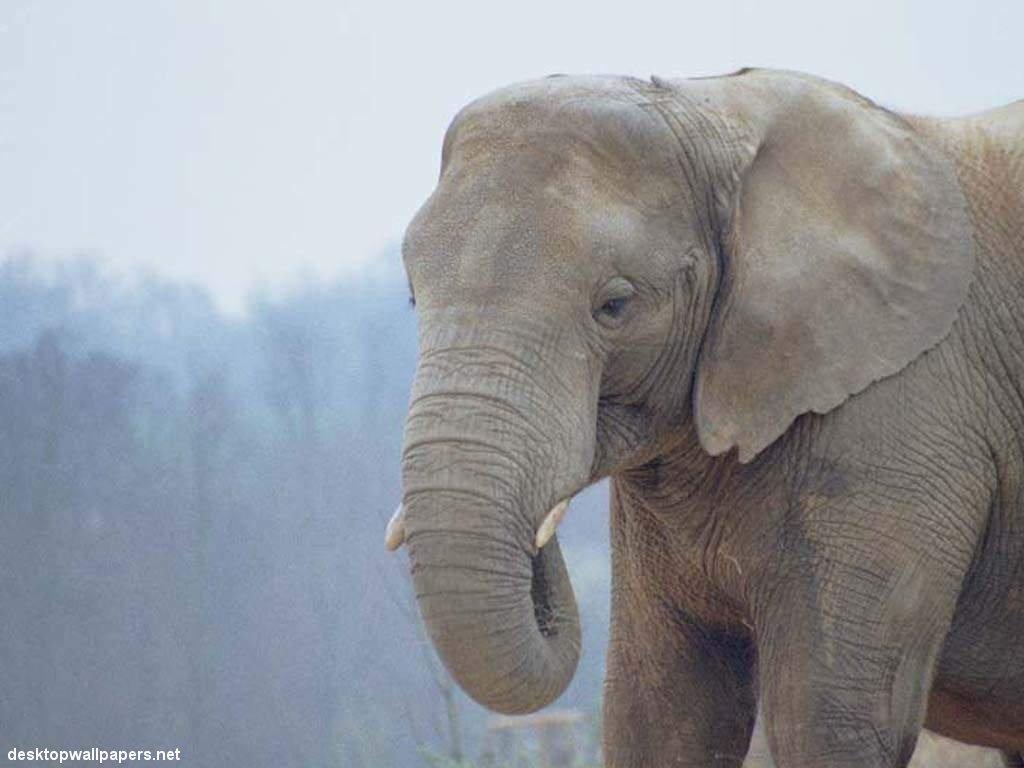 The African and Asian elephants are the only two distinct species of elephant left in the world #Tweet4Elephants