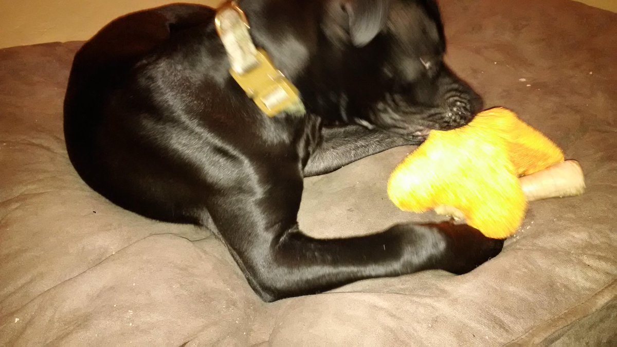 LaCrackson's tweet image. Don't mind #Odin, he's just digging his new #soegear collar. Thanks @JohnWillisSOE !