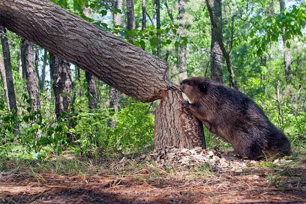 canalazul24's tweet photo. Por casi 70 años #EspecieInvasora ha amenazado la biodiversidad de la #Patagonia → http://t.co/50LOSC9Q6W http://t.co/PIWJ0bZ3Xb