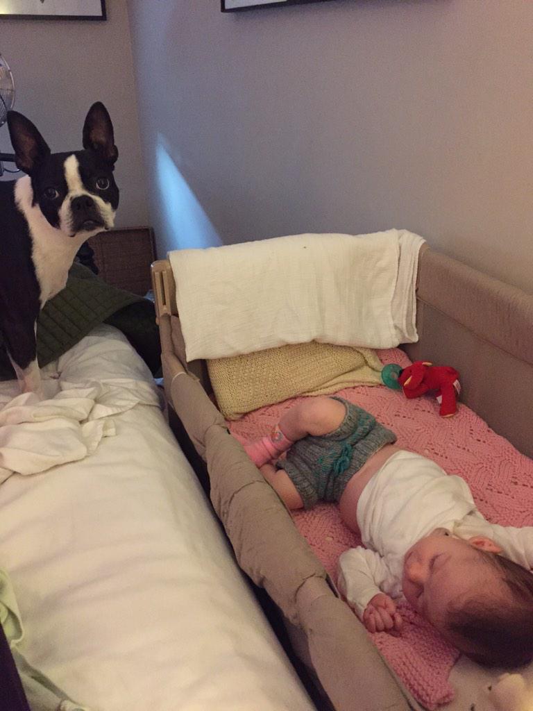 Pete829's tweet photo. Babysitting like a champ. http://t.co/vNWC3nMr9u