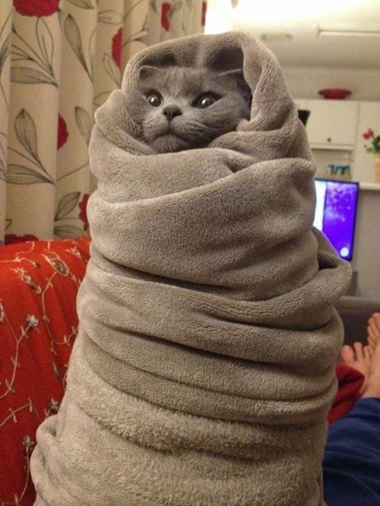 MeowMob's tweet photo. Is winter over yet? http://t.co/BMzyvOOz0O