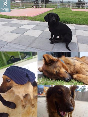 ellos son  parte importante de nuestra vida #no_se_lleven_a_los_perritos