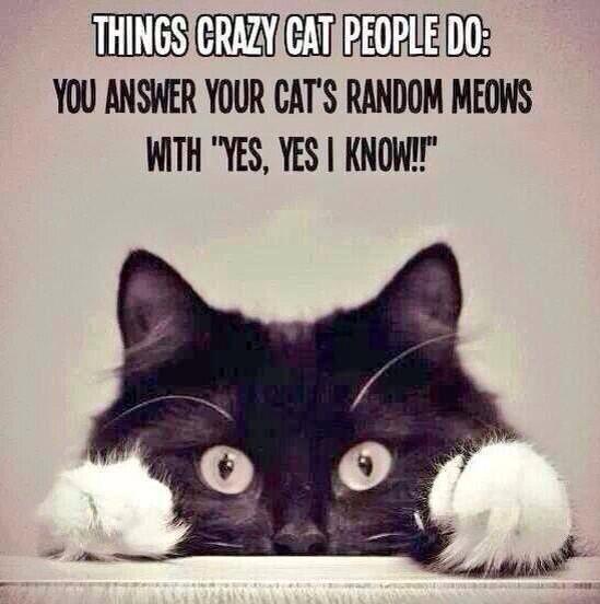 MichaelDAClarke's tweet photo. Retweet if you're proud to be a crazy cat person! http://t.co/8Goymi2kYZ
