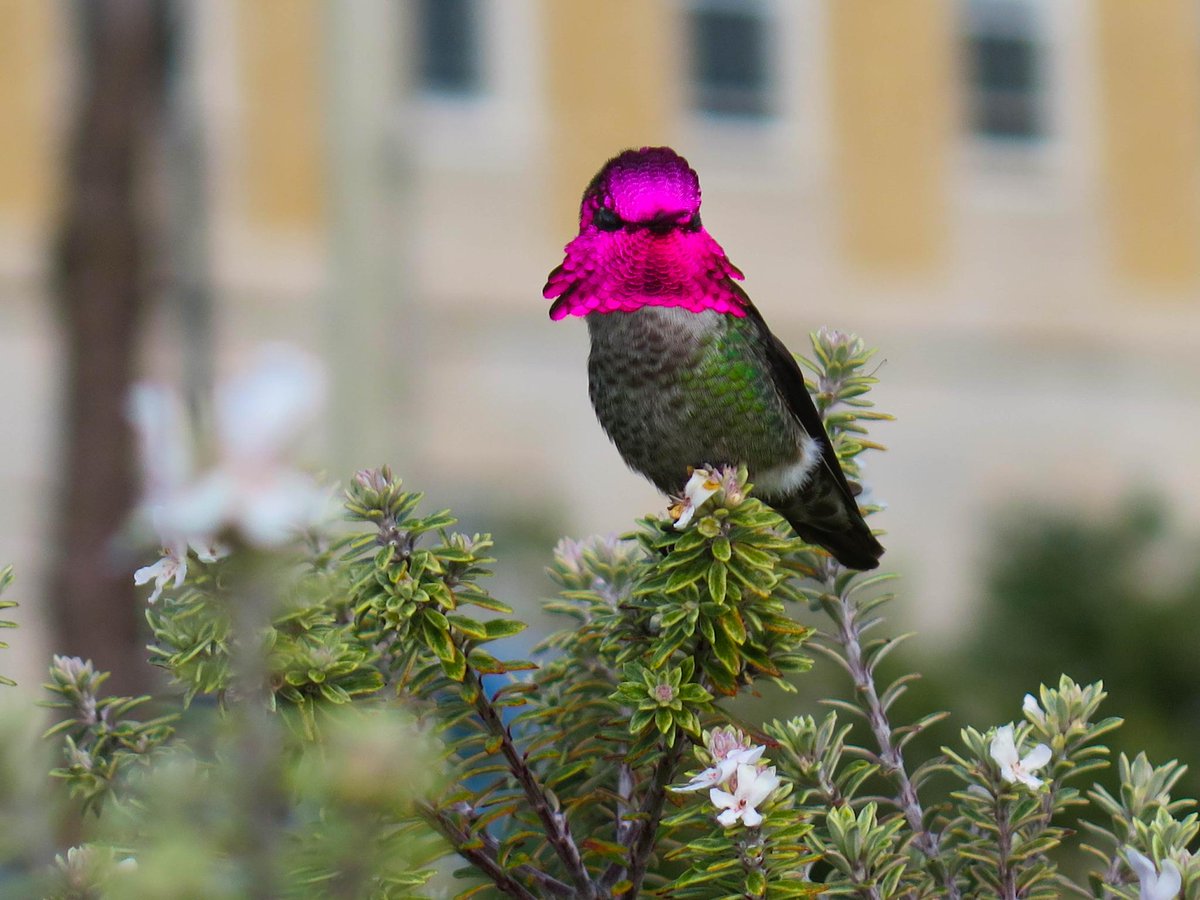 Cgkbella's tweet photo. #presidio #hummingbirds

https://t.co/pXkLXe3pEE http://t.co/fIMBVFMY75