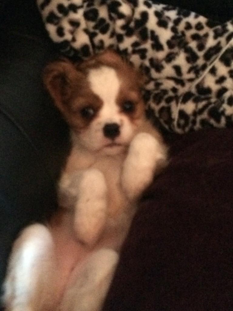 danste77's tweet photo. #tocute http://t.co/noBilTVU8C