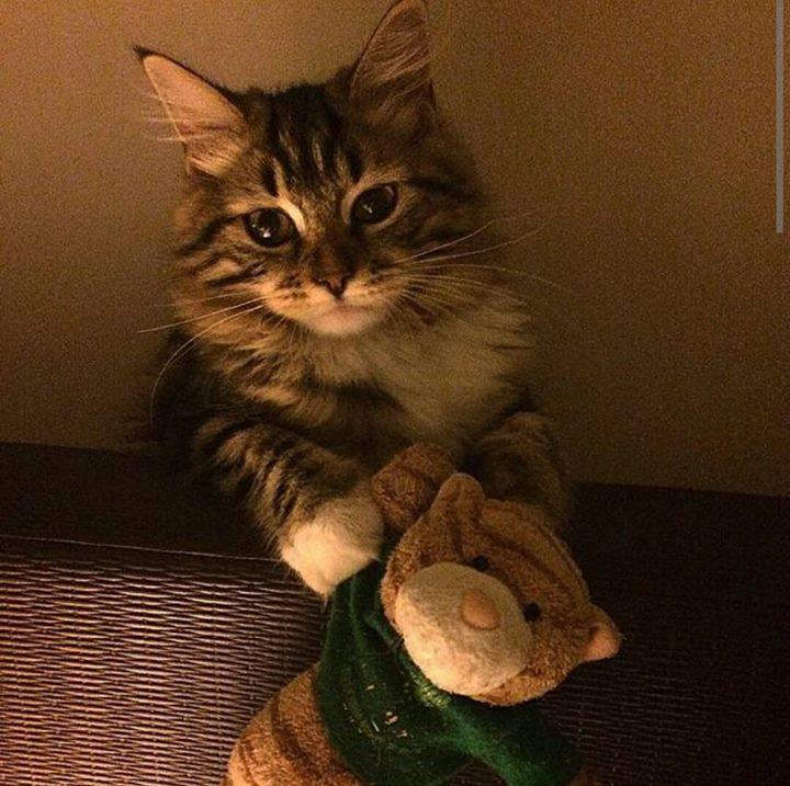 Kedi Fotoğrafları on Twitter "Oyuncaklı kedi ) ) http//t.co/nLwbSx6MIm"