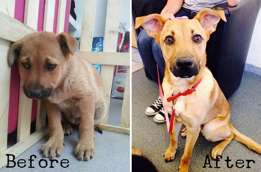 manchdogs's tweet photo. Thanks to @Lauren_e_Wright and bored panda for the pics #Adoptdontshop #giveadogachance http://t.co/qBOEQSXFwN