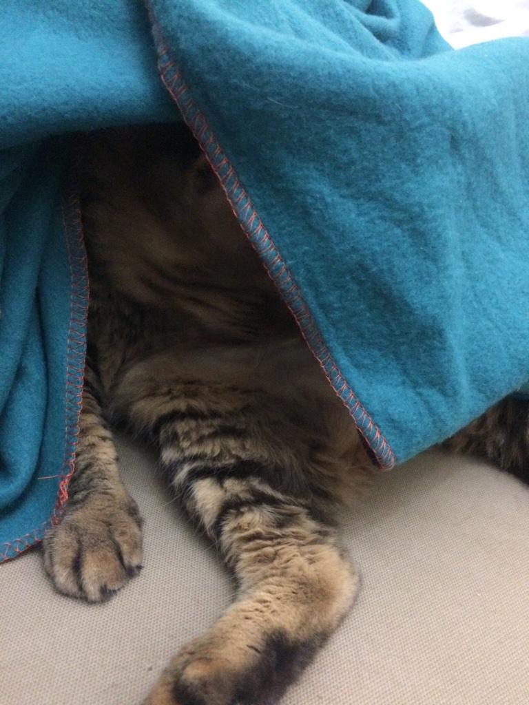Jhocy's tweet photo. Luca being a shy #cat. http://t.co/2lAOSVZj4R
