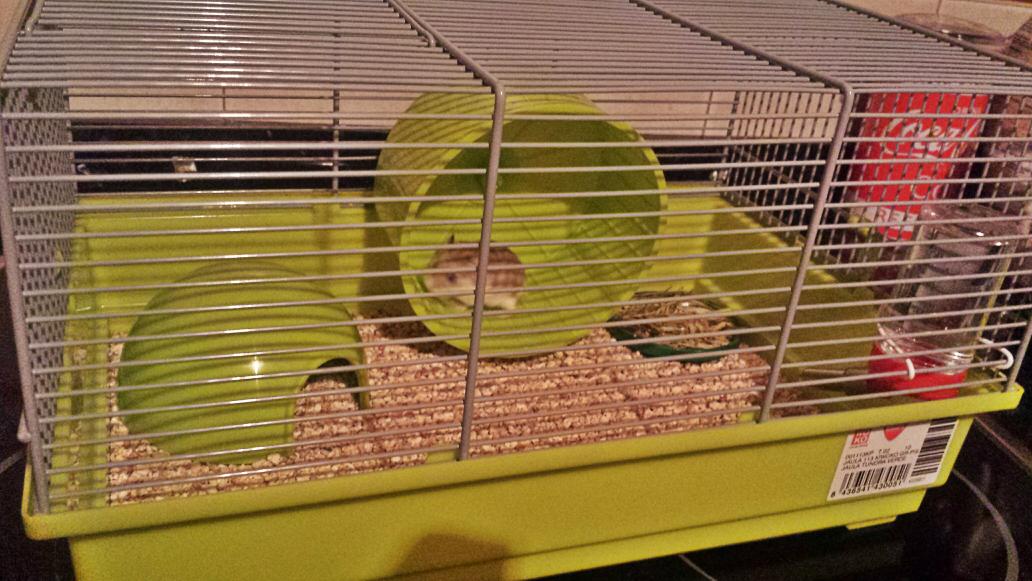 BeatrizBeasZ's tweet photo. Nuevo miembro de la familia 🐭🐭🐭 @PaulaBeasZ http://t.co/LVYoWYRSpx
