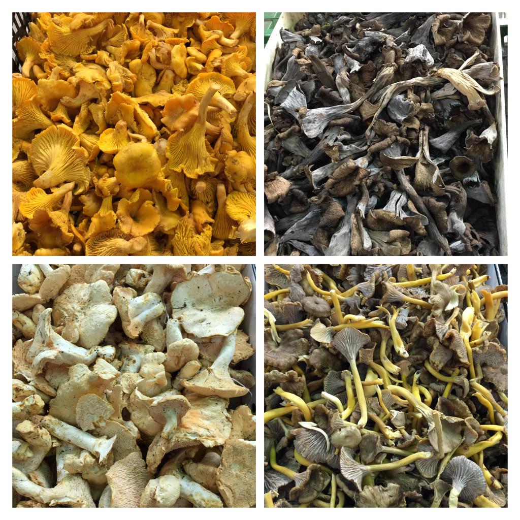 It’s #mushroomstock time and we have a full house of Portuguese wild mushrooms this week #chef #suppliers