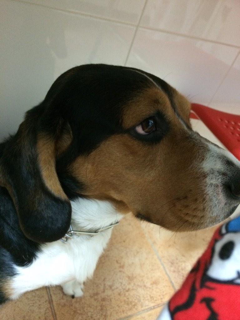 cocolisaaa's tweet photo. @maartuca te hecha de menitos😭❤️ #amordeperro http://t.co/xyZt7yOhIU