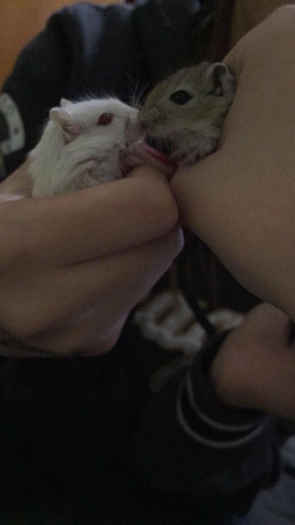 Adoro las ratitas de <a href="/Laureetaa33/">Lauu✌❤</a> quiero tocarlas yaaaaa😭😪😓🔝🐭