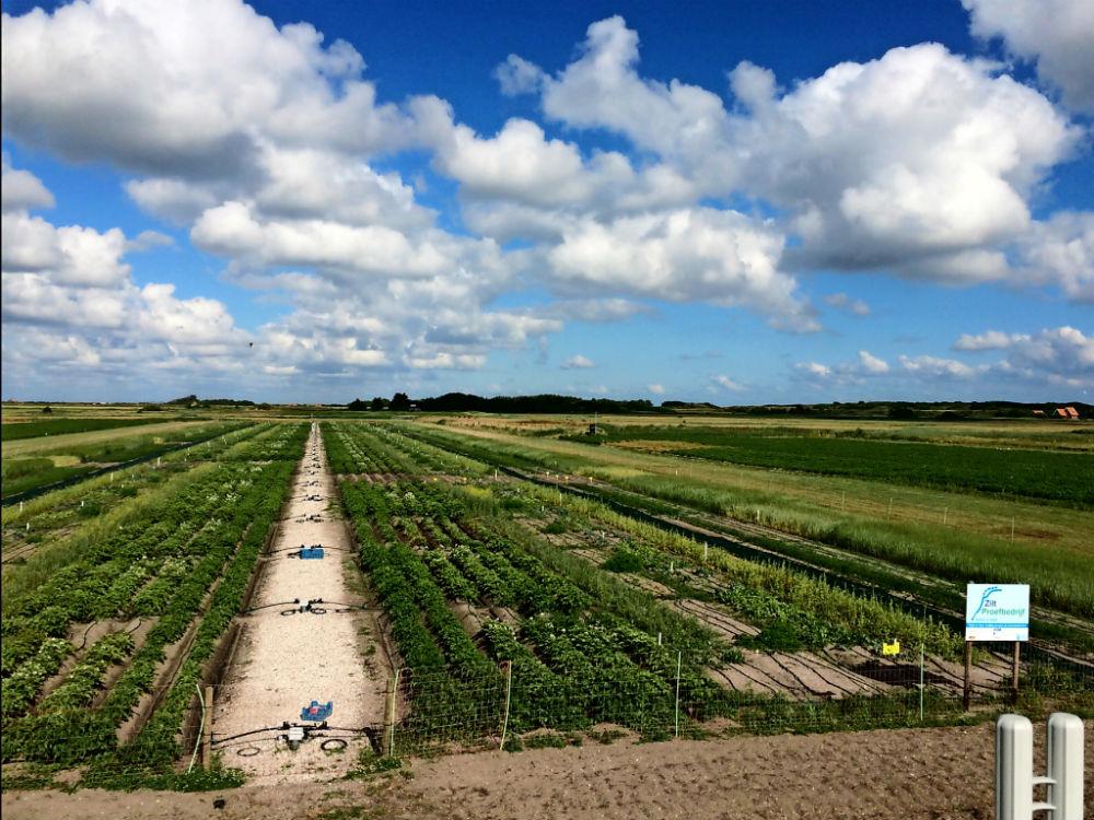 #Texels bedrijf teelt piepers van de brakke grond, ook al kan het volgens de wetenschap niet nws.fd.nl/1y8ATPt