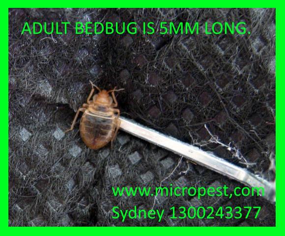PestControlDr tweet picture