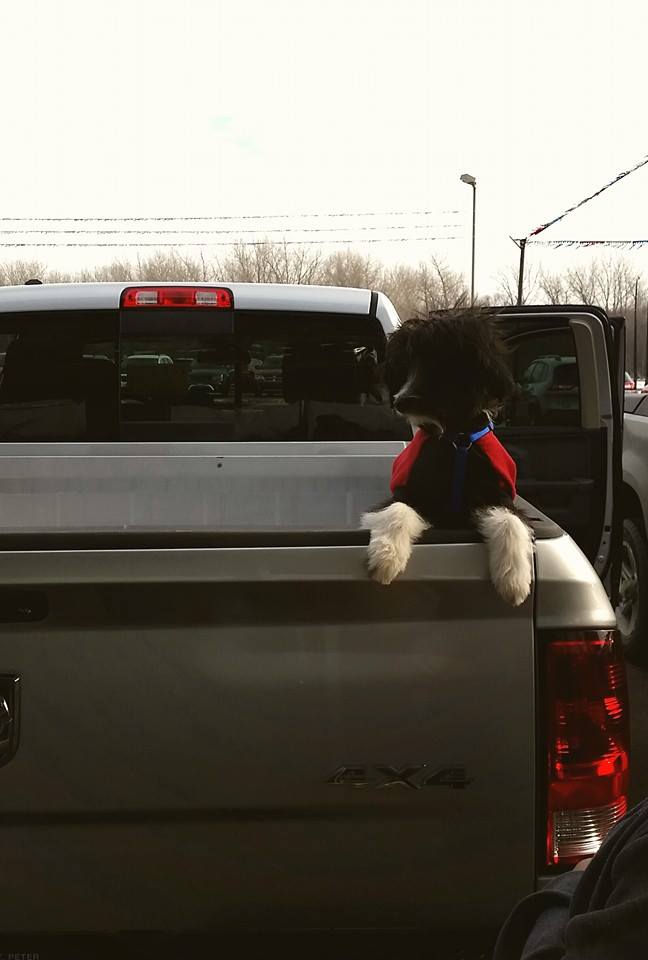 LagersStPeter's tweet photo. Lager's Saint Peter gets another 4 paw review! http://t.co/FBZIYefpnn