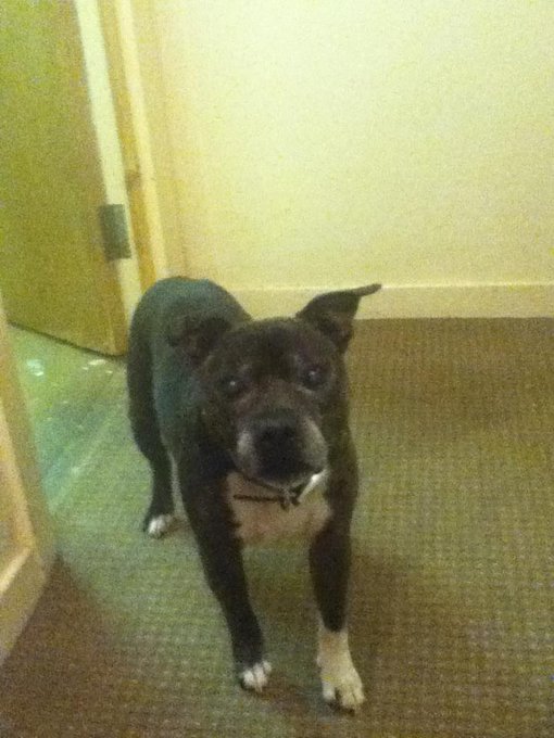 Pets are awesome B7QeoRfIgAAY2Xr