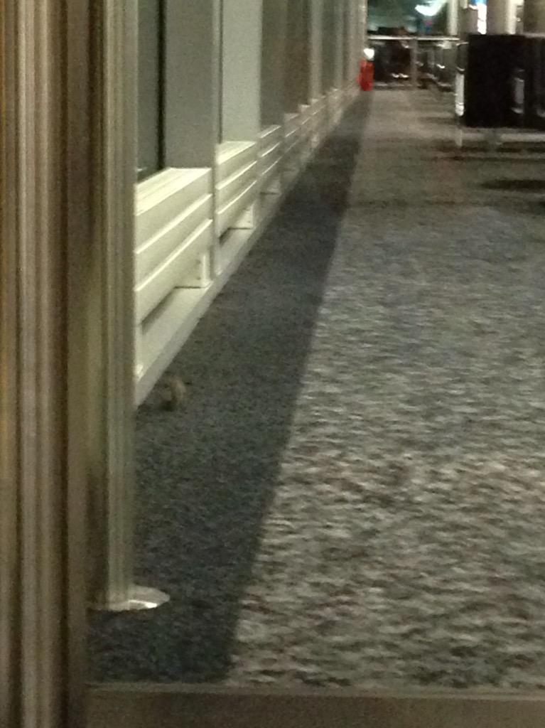 emcarr18's tweet photo. @HeathrowAirport mouse in terminal 3 gate 5. Glad to be leaving!! No seats either so prob sat in mouse droppings http://t.co/UvJVBgavq0