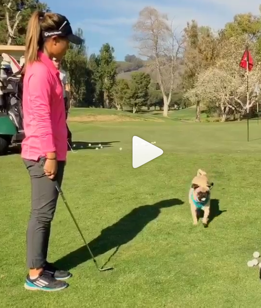 PinehurstResort's tweet photo. Golfer @daniellekang has a little fun with her four-legged friend. 

WATCH: http://t.co/qyufPRJDAr http://t.co/ObhyyqfluJ