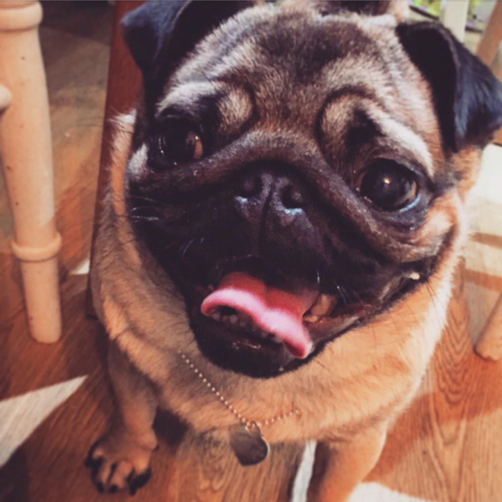 PubPug tweet picture