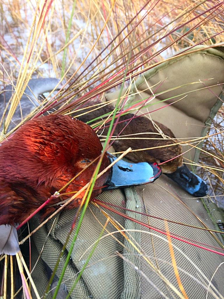 FloridaDuckmen's tweet photo. Romeo and Juliet from the other day #redheads #drake #hen http://t.co/a6coGYFdna