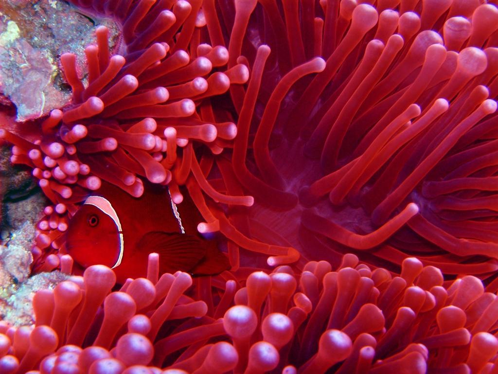 ScubaSnorkel's tweet photo. There's more than 1k diff. species of sea anemones found in various sea depths &amp; running the full spectrum of colors. http://t.co/ElQjRWNo4X