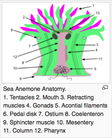 ScubaSnorkel's tweet photo. There's more than 1k diff. species of sea anemones found in various sea depths &amp; running the full spectrum of colors. http://t.co/ElQjRWNo4X