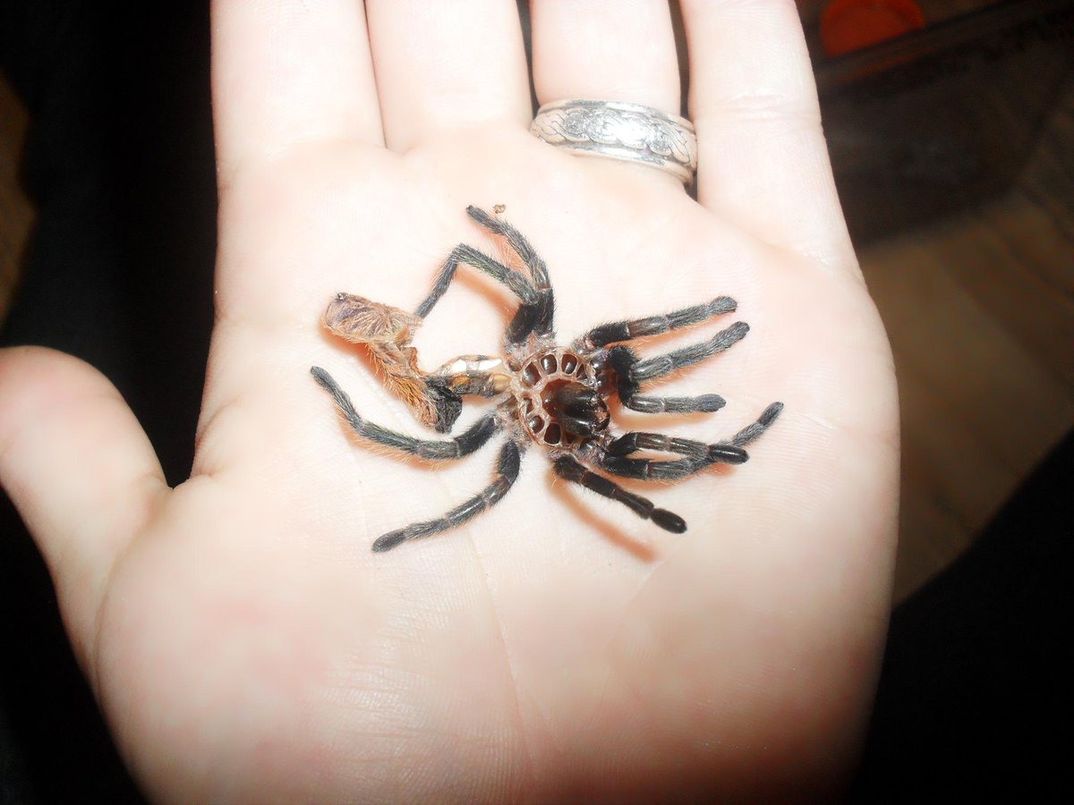 Tarantulagirl98's tweet photo. Finally!! My chromatopelma cyaneopubescens molted!! :D i've got a female!! #tarantula #molt #excited #yay #tluv http://t.co/Sp44r2mplD