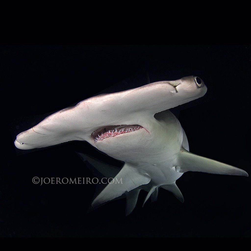 JoeRomeiro's tweet photo. The night time is the right time. A Great Hammerhead shark cruising the night shallows #SharkScience #AnimalOfTheDay http://t.co/7JfkUxbYzT