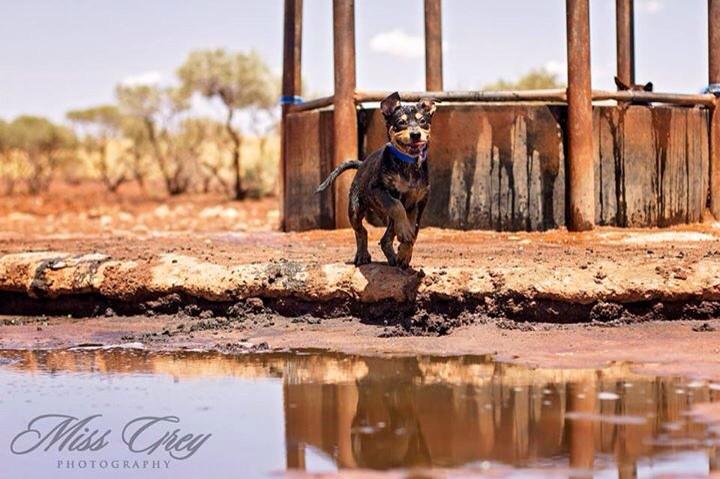 MissBrahman's tweet photo. Some days life just doesn't go how you plan... #pilbara #troughfixing #agchatoz #kelpies #workingdogs http://t.co/1sE2vbRJE5