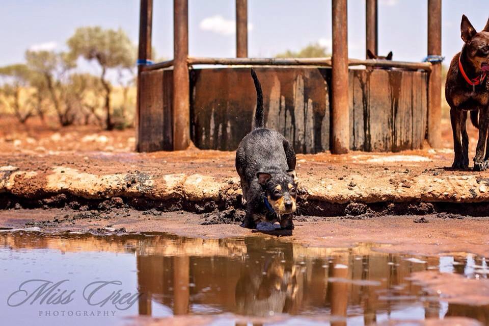 MissBrahman's tweet photo. Some days life just doesn't go how you plan... #pilbara #troughfixing #agchatoz #kelpies #workingdogs http://t.co/1sE2vbRJE5