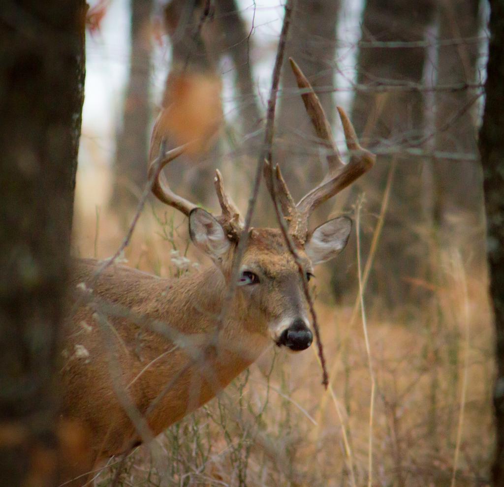 cwkirby's tweet image. Buck near #rayroberts in #pilotpoint 1/13/15.